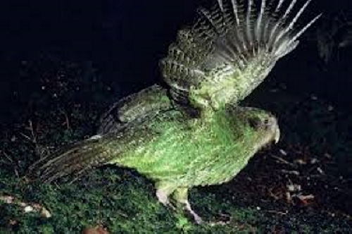 Ilyen madár a Kakapo